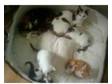 gorgeous kittens for sale!! ready now!!. i have 4....