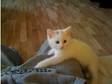 Beautiful white kitten free to a good home. 6 months....