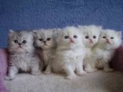 Super Lovely Blue Eyed Persian Kittens For Free Adoption