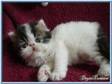 PERSIAN BI-COLOUR and MacTabby kittens for sale. Show, ....