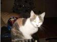 female cat grey, white , ginger 8months old. hi i have a....
