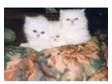 Pedigree Chinchilla Persian Kitten. Due to time waster....