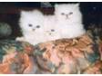 Pedigree Chinchilla Persian Kittens. Due to time....