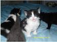 4 longhaired kittens ready end of jan.
