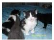 4 longhaired kittens ready end of jan. 2 black and white....