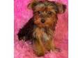 baby yorkshire terrier puppy for a new home. This little....