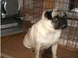 female pug fawn with black mask 6 years old. i am havein....