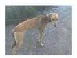 9 month old sandy coloured lurcher for sale. i have a 9....