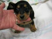 Dachshund Puppies For Caring Homes