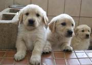 Adorable Golden Retriever Puppies For Excellent Homes