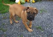 Very Playful Bull Mastiff Puppies For Excellent Homes