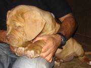 Dogue De Bordeax puppy for sale