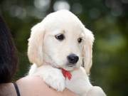 western saint-anglican golden retriever puppy for sale