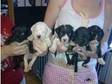 Staffy Pups For Sale. HERE ARE 7 CUTE PUPS READY NOW 5....