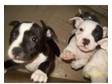 3 lovely chunky puppies. i have 1 boy and 2 girls 4 sale....