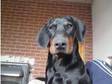 doberman for sale. 1 year old black and tan doberman dog....
