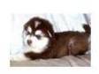 Potty Trined Husky For A Pet Loving Home. GET BACK ASAP....