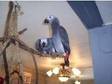 african grey parrots for good home. we have a lovely....