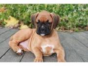 We have a great selection of beautiful Boxer puppies for free home