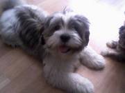 KC'D Male Shih tzu 1yr old for new home