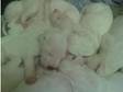 puppies for sale. bullterrier cross staff,  nine....