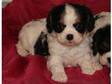 beautiful Cavalier King Charles Spaniel puppies for....