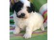 happy new year havanese puppy for lovely family. A....
