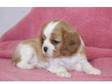 pretty Cavalier King Charles Spaniel for happy new year.....