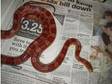 corn snake for sale. I have a 6 ft corn snake with tank....