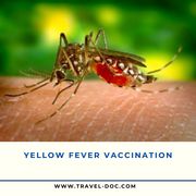 Book Yellow fever vaccine 