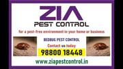 Bed Bug Treatment | Bed Bug treatments |  Bangalore Zia Pest