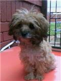 4 month old female cavie-poo for sale