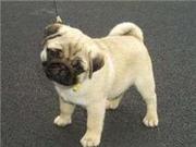 GORGEOUS AND AWASOME PUG PUPPIES AVAILABLE FOR FREE ADOPTION